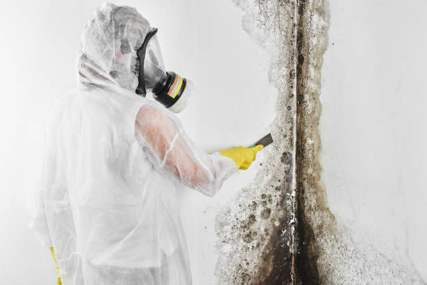 Best Black Mold Removal  in Lincolndale, NY